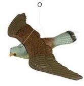 FALCO PREDATORE